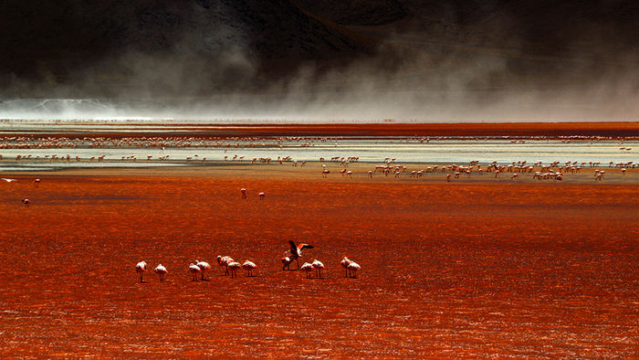 Flamingos im Laguna Colorada (Bolivien).  Bild: Sender / ORF / Light and Shadow / Christian Baumeister