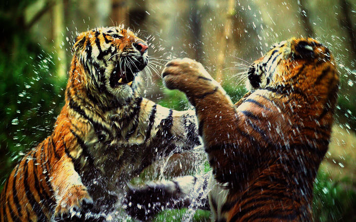 Tiger: Sie spielen oder auch nicht. Bild: Sender