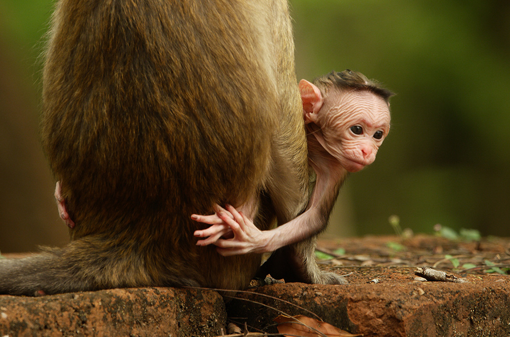 Universum-Dreiteiler im September: Fabelhafte Tierbabys