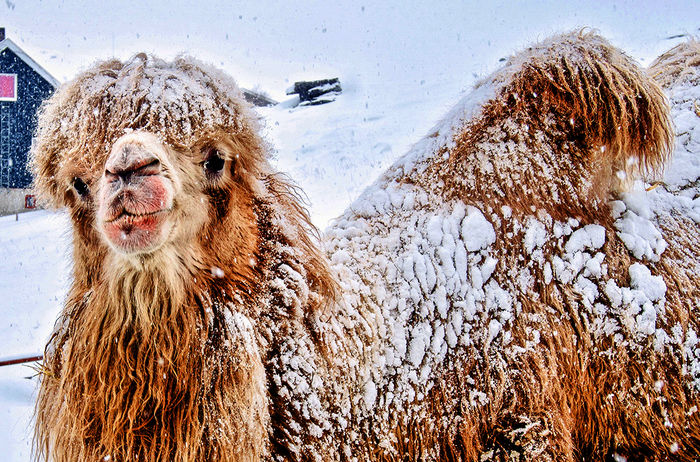 Ungewöhnliches Bild: In Norwegen kaufte eine Familie Kamele, um zu reisen. Bild: Sender / Karl Erik Rikardsen