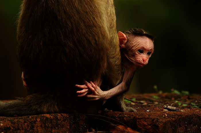 Der neugeborene Ceylon-Hutaffe Jazir klammert sich wenige Stunden nach seiner Geburt an seine Mutter, in der alten und verlassenen Hauptstadt von Sri Lanka, Polonnaruwa. Bild: Sender / ORF / BBC