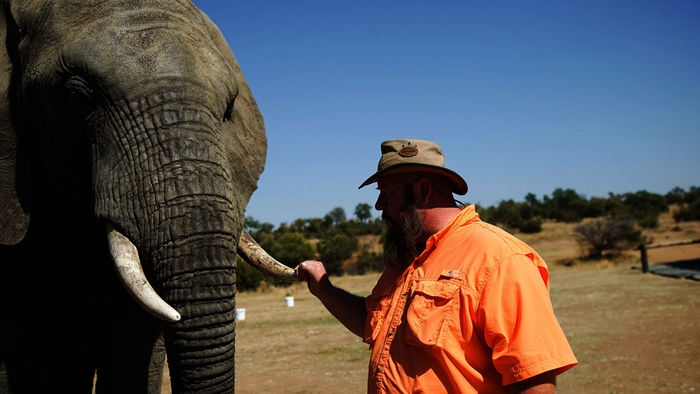 Können Elefanten Bomben aufspüren? Kip Schulz möchte es mit einem Experiment mit Elefanten herausfinden. Bild: ORF/Discovery/ Animal Planet
