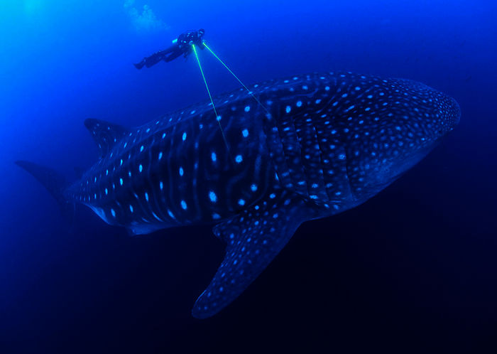 Per Laser soll ein Walhai vermessen werden. 20 Meter lang und 20 Tonnen schwer, ist er der größte Fisch in den Weltmeeren.
Bild: Sender / WDR / BBC NHU / Jonathan Green 