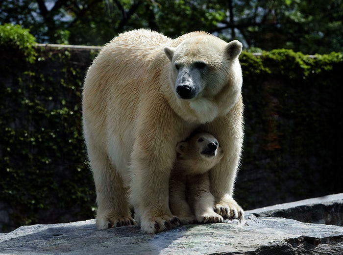 Zoogeschichten aus Stuttgart im Ersten. Wilbär und Mutter Corinna, Wilhelma Stuttgart. Bild: Sender / SWR / Jürgen Haas 