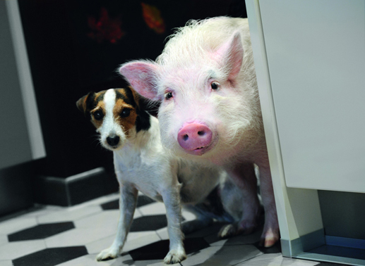 In tierischer Mission: Hausschwein Paula (r.) und Jack Russell Terrier Johnny (l.) helfen der Liebe auf die Sprünge ... Bild: Sender