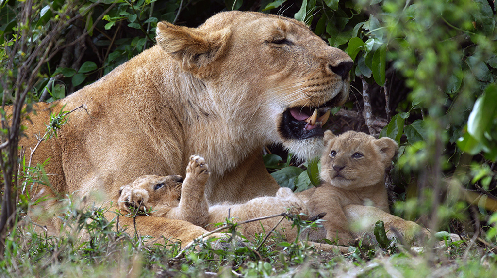 Zwei Monate, nachdem zwei Löwenmänner ihr Rudel erobert haben, bekommt Charm zwei Löwenbabys: ein Weibchen und ein Männchen. Mit einer so fürsorglichen Mutter haben sie einen perfekten Start ins Leben. Bild: Sender / WDR / BBC NHU