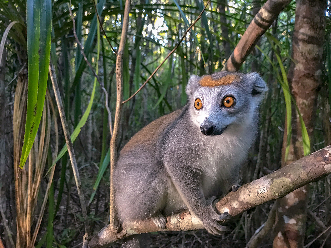 Universum: Wildes Madagaskar