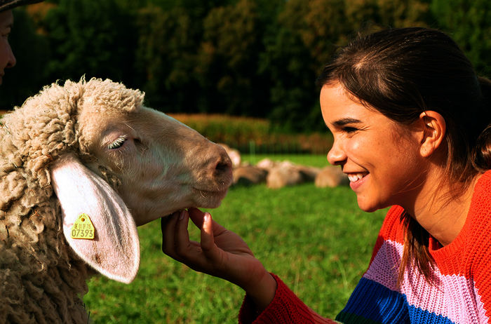 Handaufgezogene Schafe freuen sich besonders über ein paar Streicheleinheiten. Bild: Sender / B / TEXT + BILD