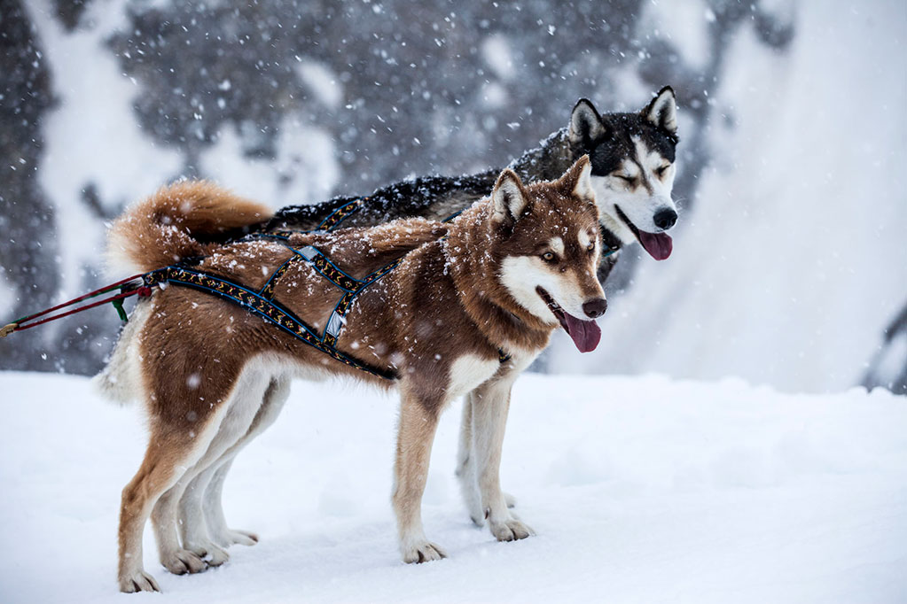 Der Hund – Des Menschen bester Freund
